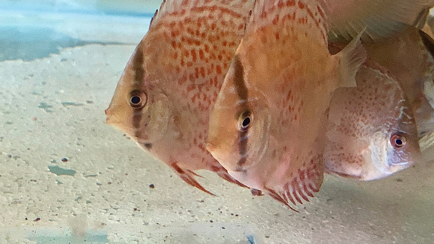 Snow Leopard Discus