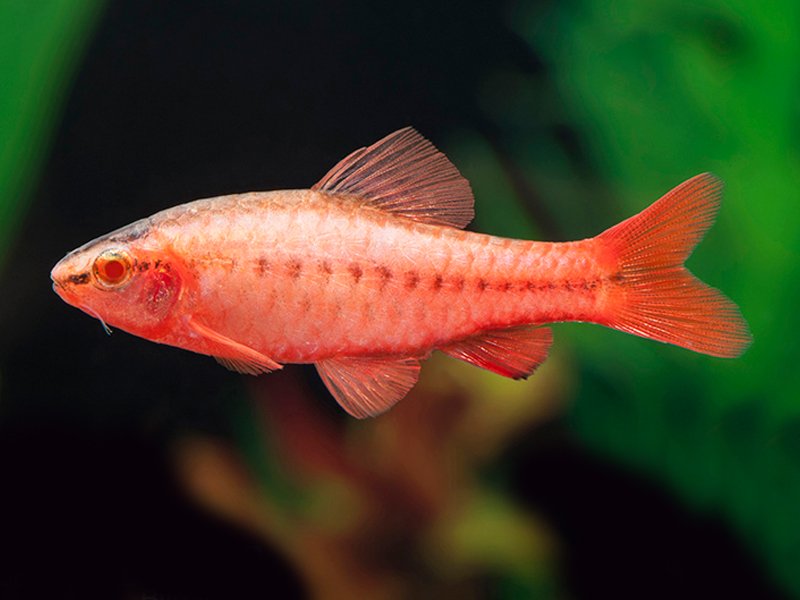 Albino Cherry Barb