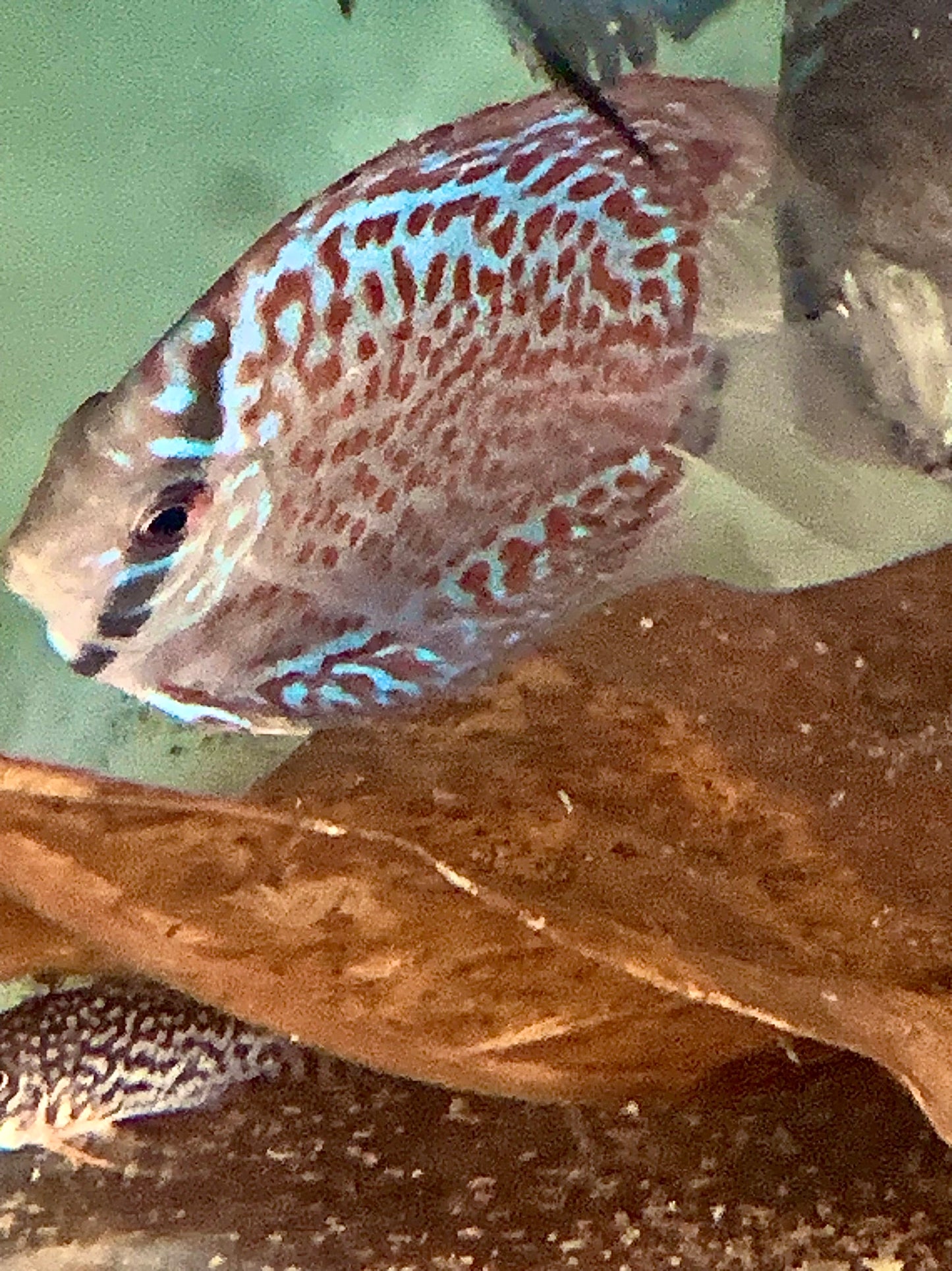 Ring Leopard Discus