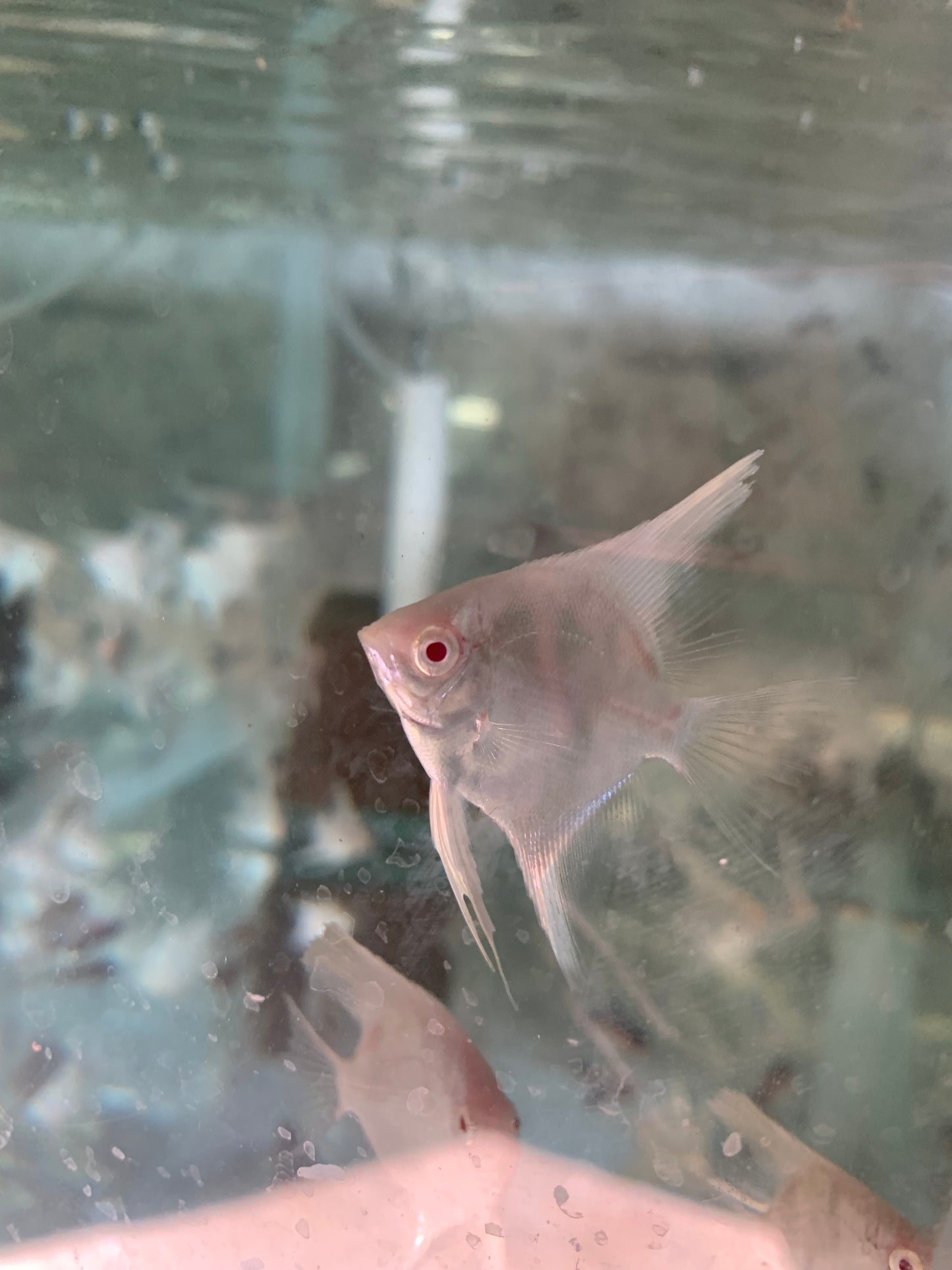 Albino Angelfish