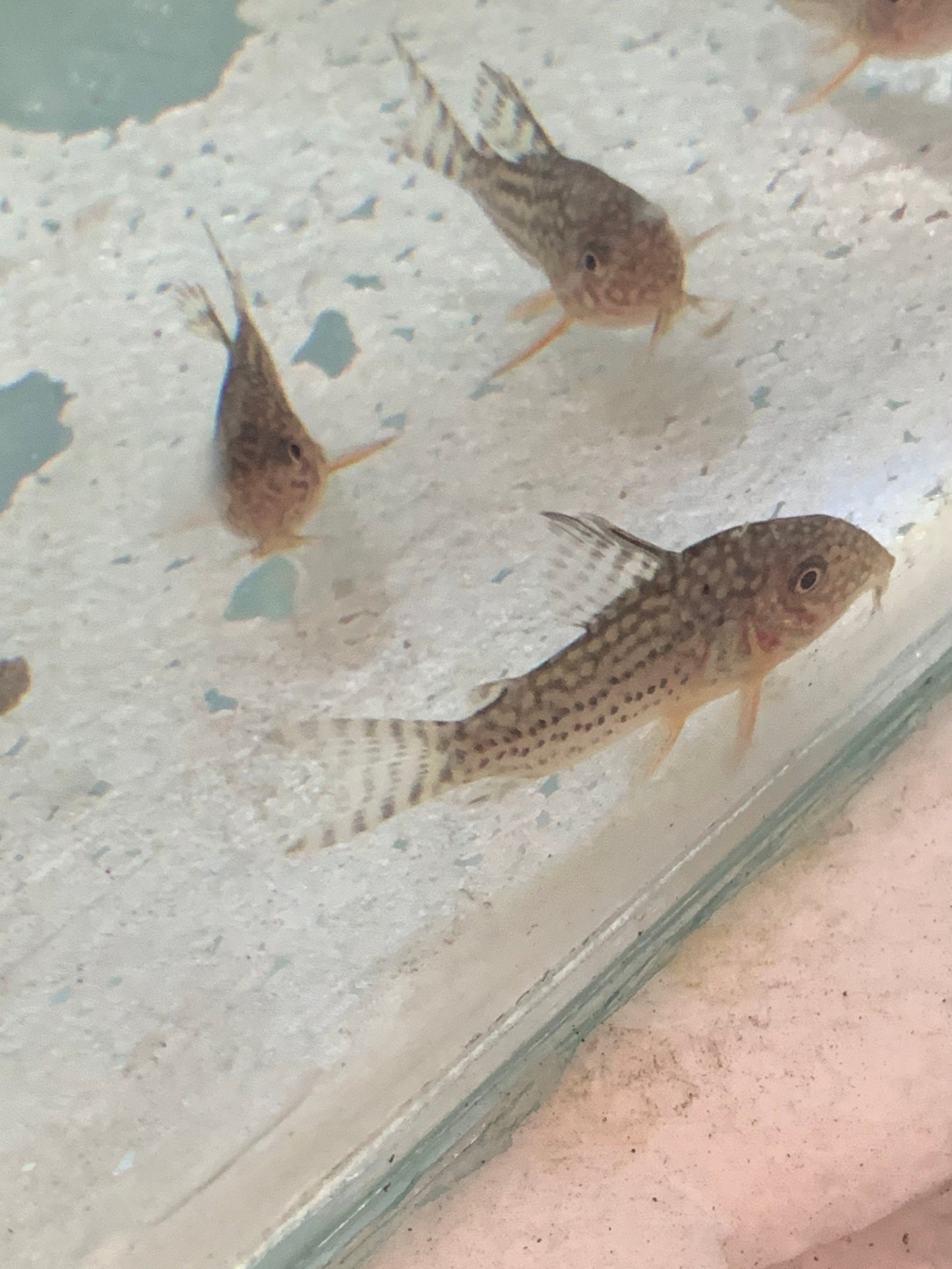 Sterbai Corydoras