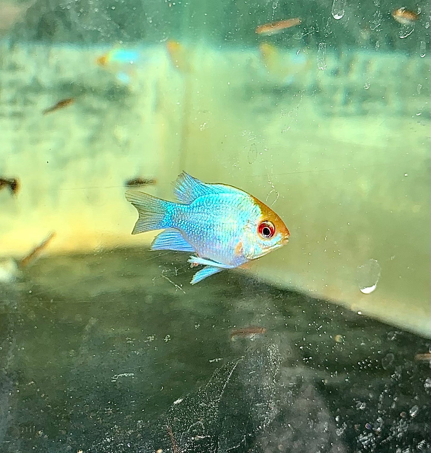 Gold Head Electric Blue Ram