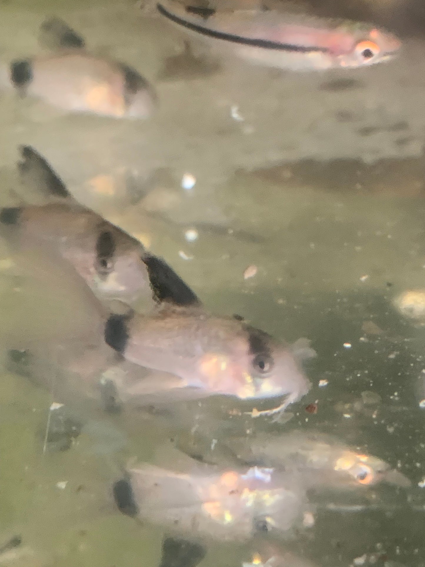 Long Fin Panda Corydoras