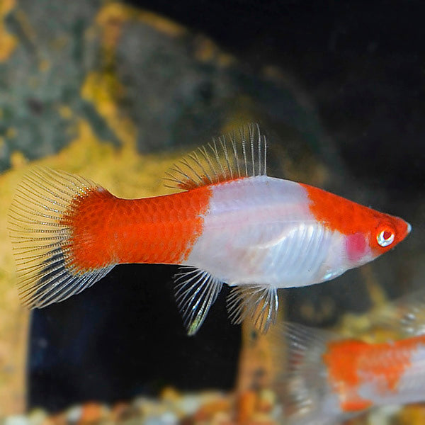 Kohaku Koi Swordtail