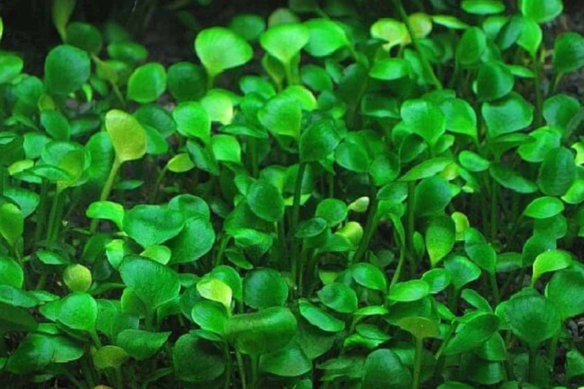 Marsilea Hirsuta