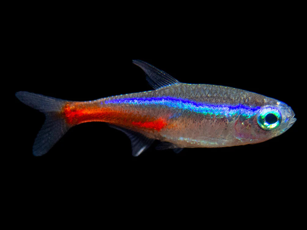 Neon Tetra