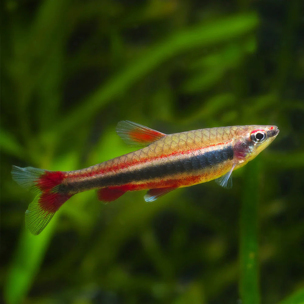Red Pencilfish