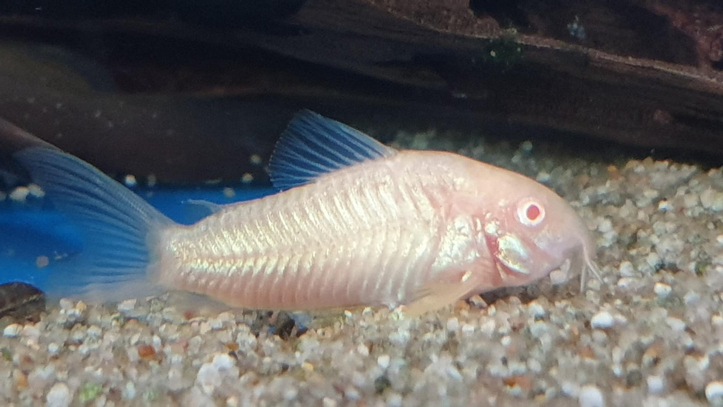 Albino Bronze Corydoras