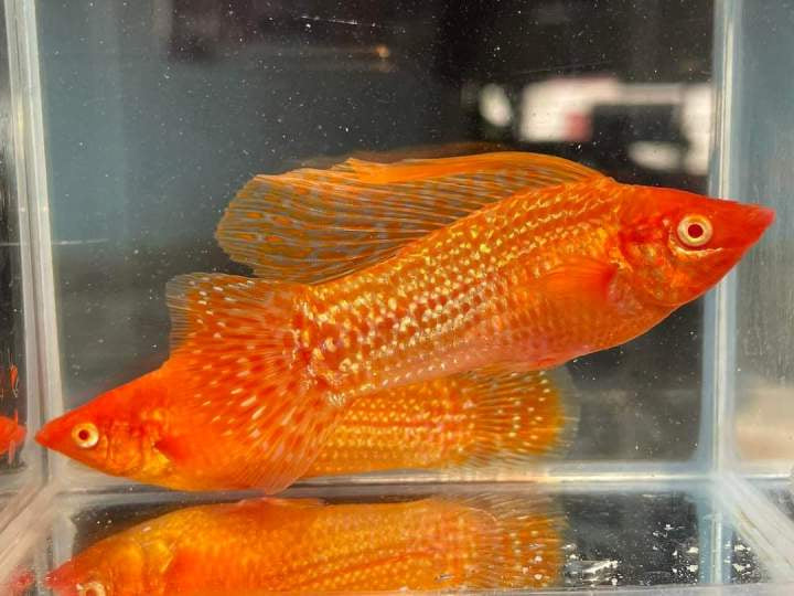 Albino Sailfin Molly