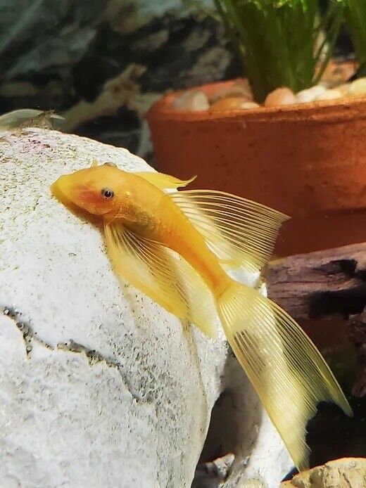 Albino long Fin Bushy Nose Pleco