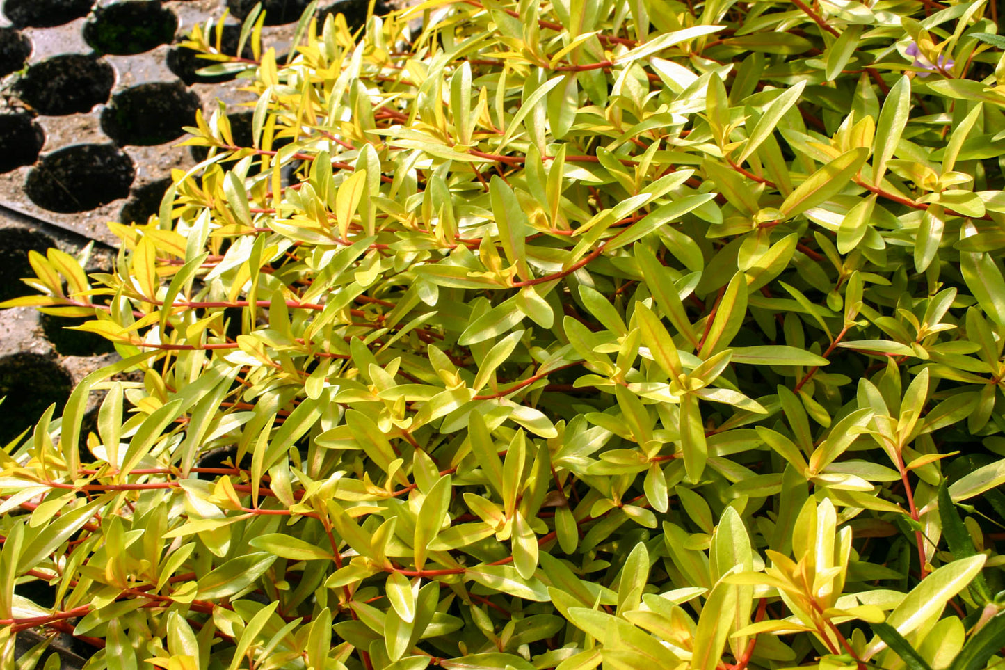 Ammannia Pedicellata Golden