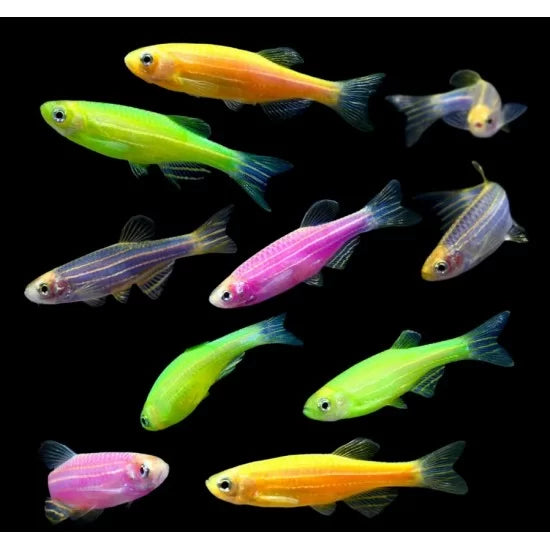 Glo-Danio