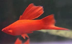 Hi Fin Blood Red Swordtail