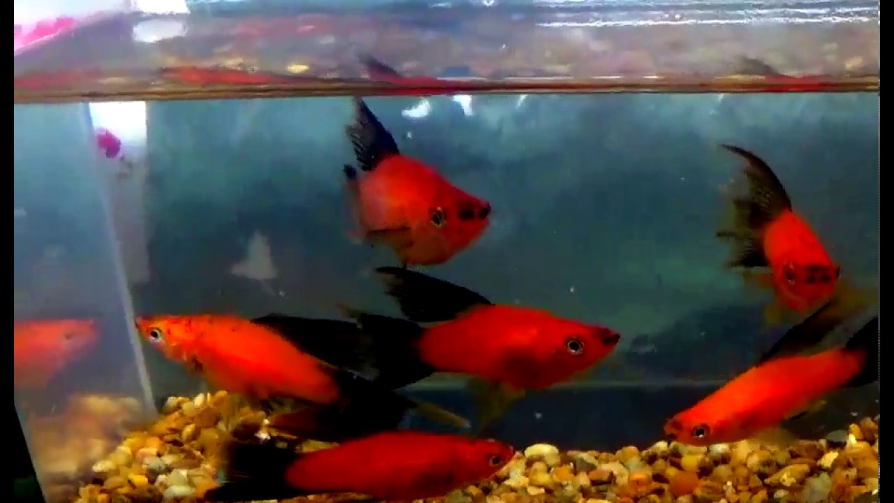 Hi Fin Red Wagtail Swordtail