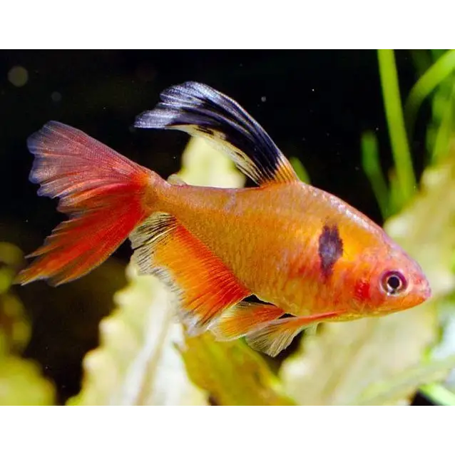 Long Fin Serpae Tetra