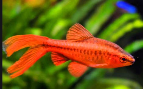 Long Fin Cherry Barb