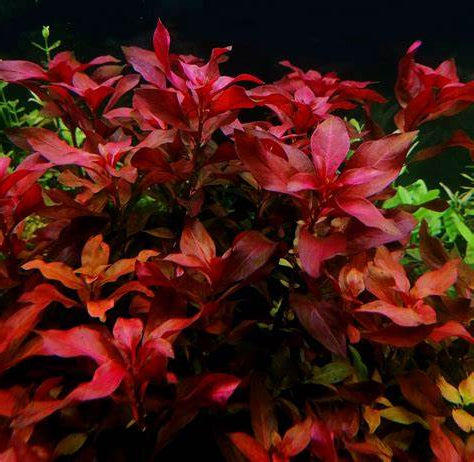 Ludwigia Super Red Mini