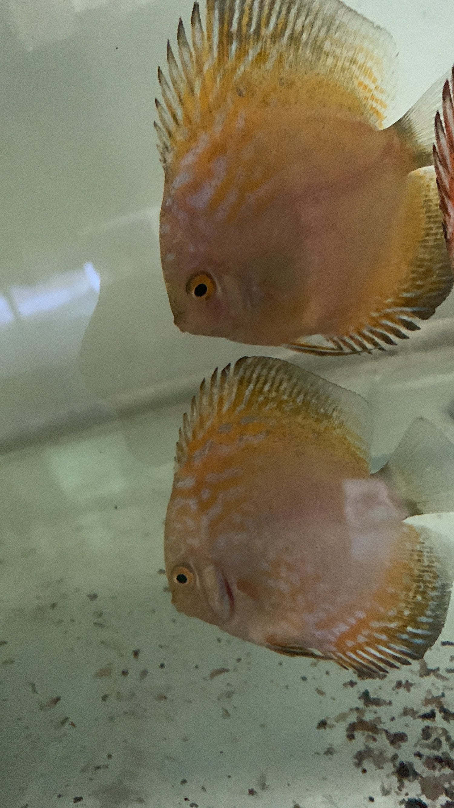 Yellow Pigeon Blood Discus