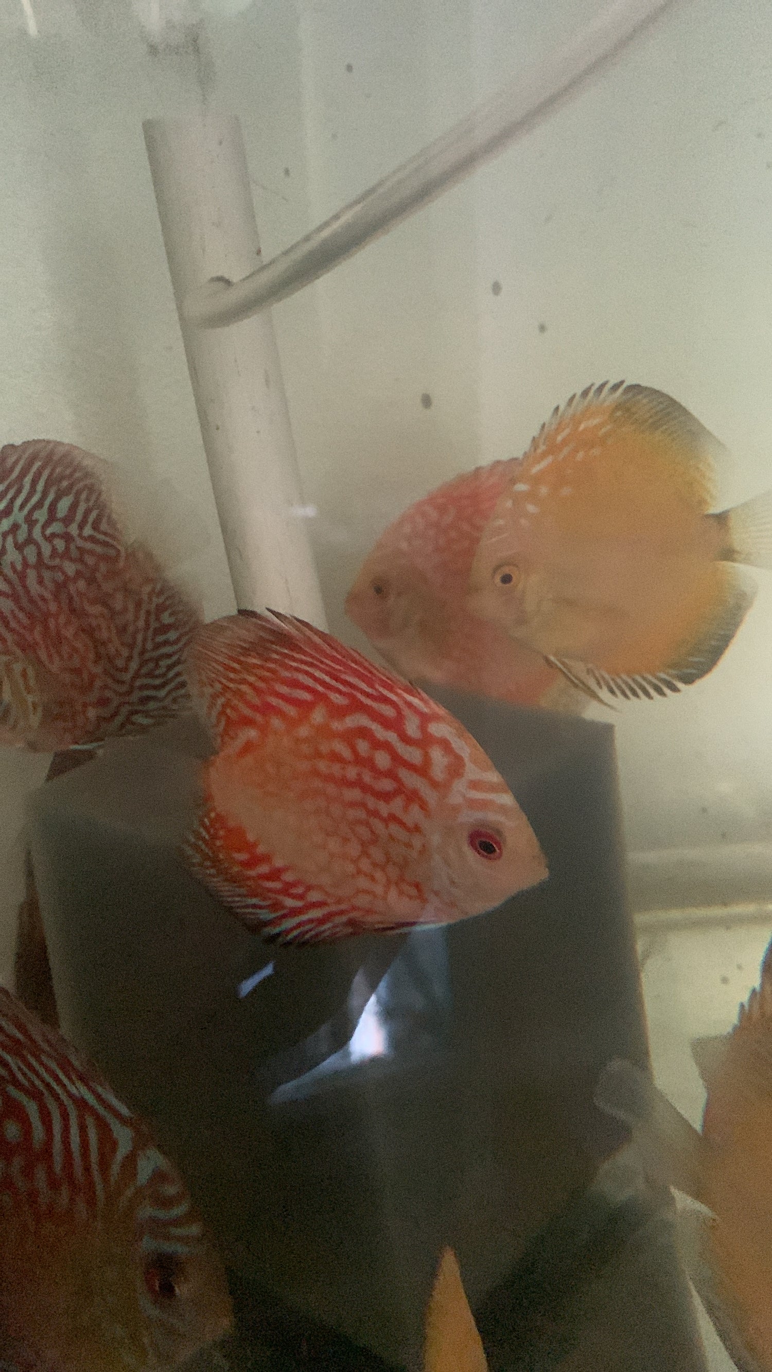 Red Rafflesia Discus