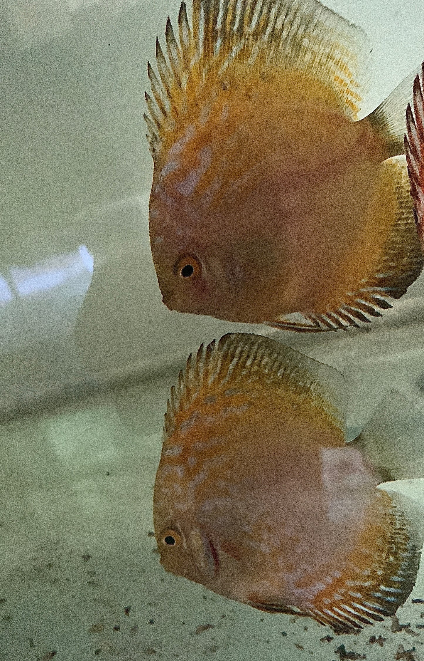 Yellow Pigeon Blood Discus