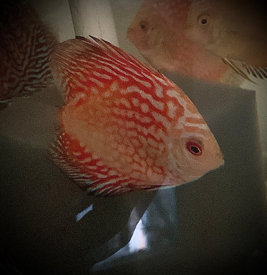 Red Raffelsia Discus