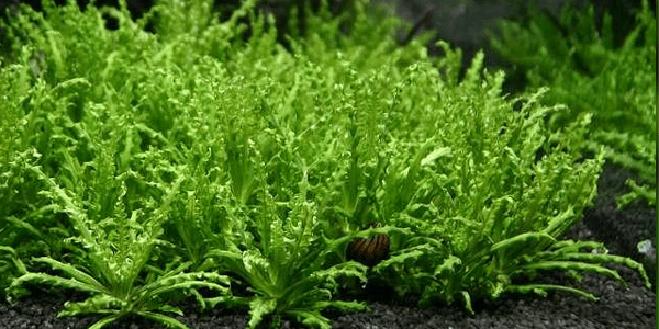 Pogostemon Helferi