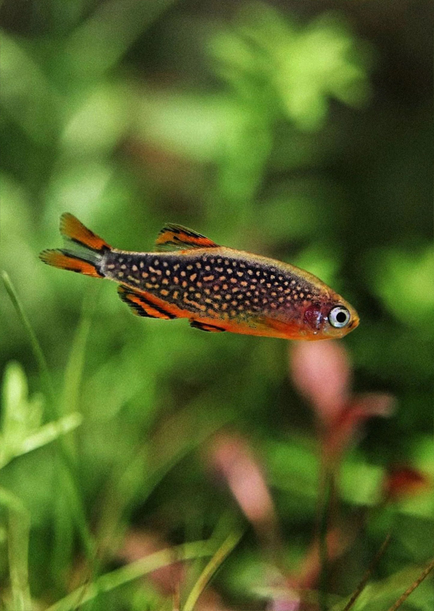 Galaxy Rasbora